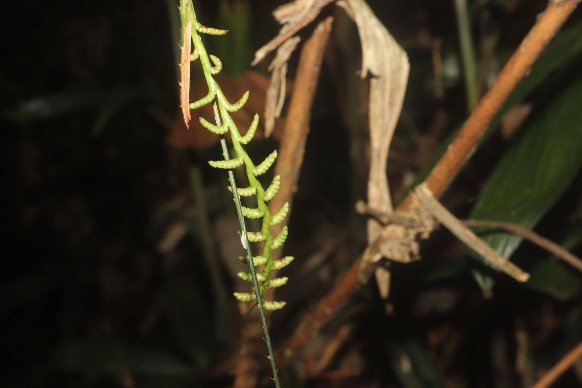 Calamus pachystemonus Thwaites